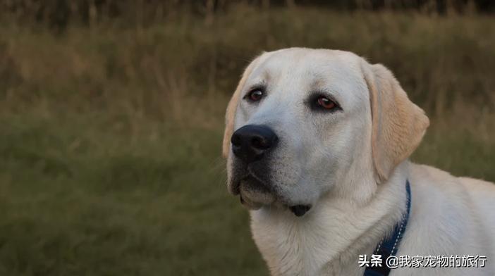 拉布拉多吃它的大便是怎么回事啊,拉布拉多吃撑会不会吐跟拉稀