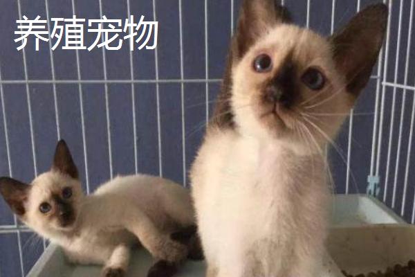 农村增收致富的好项目有哪些呢,农民脱贫致富的方法有哪些