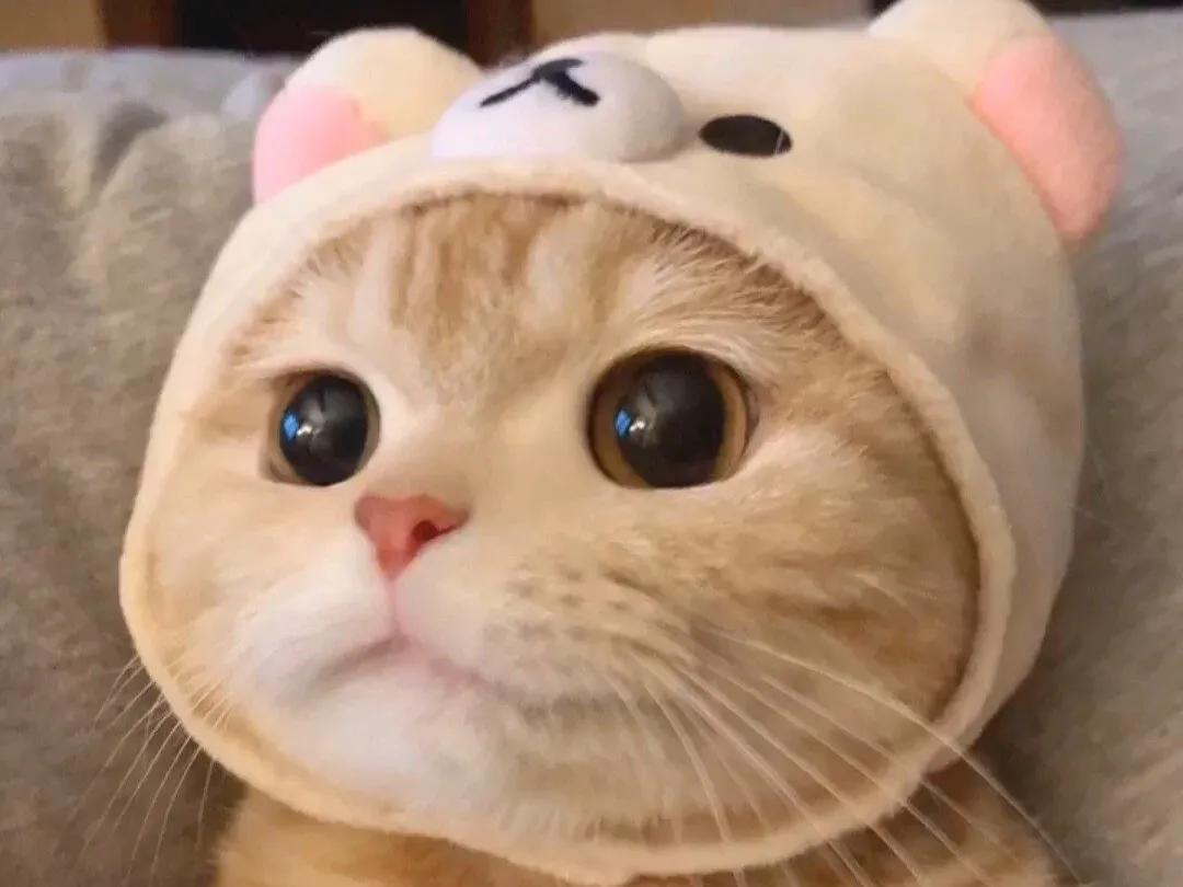 宠物医生告诉你,宠物医生说猫咪好像得了猫传腹