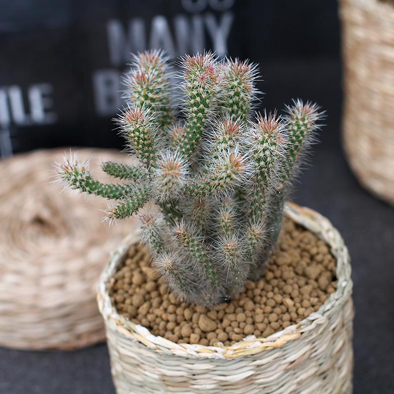 148个仙人球品种大全,100个仙人球品种