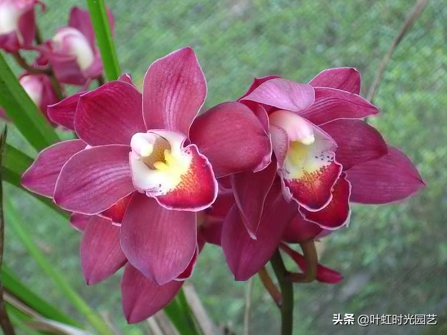 全松针养兰花的效果好吗,木屑养兰花的正确方法