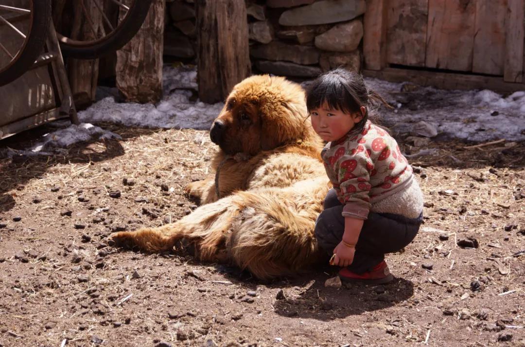 藏獒破灭高原上万流浪狗成灾,藏獒泡沫往事从东方神犬到流浪狗