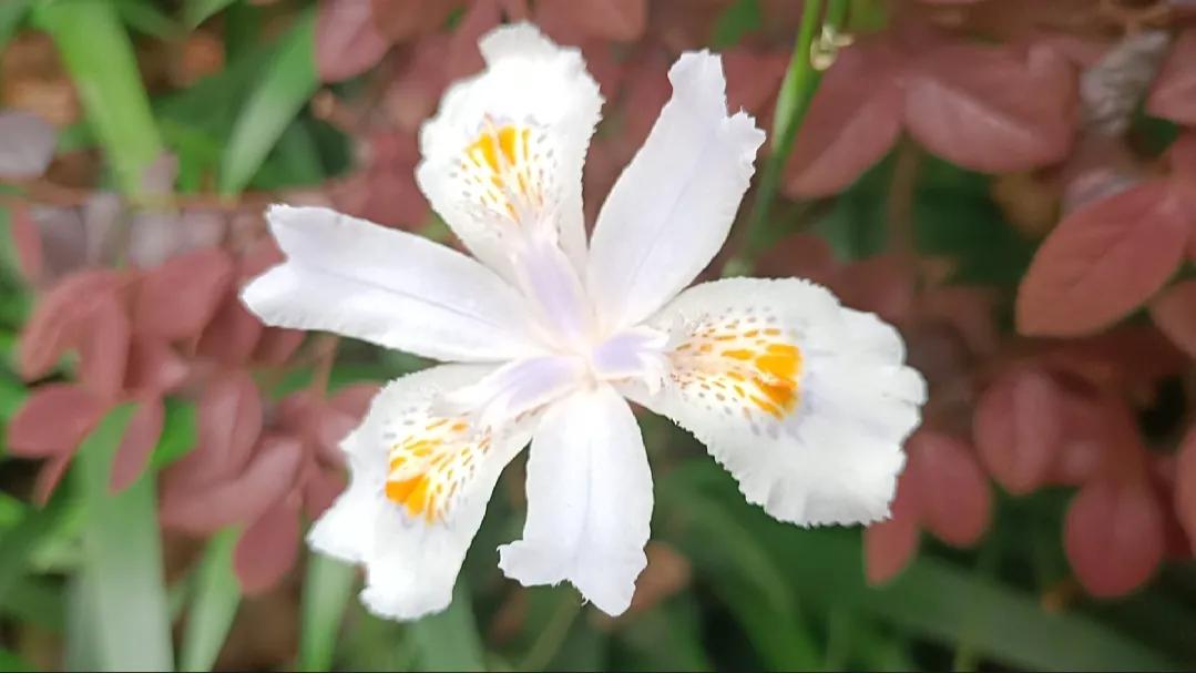 春日新余,美丽钢城新余