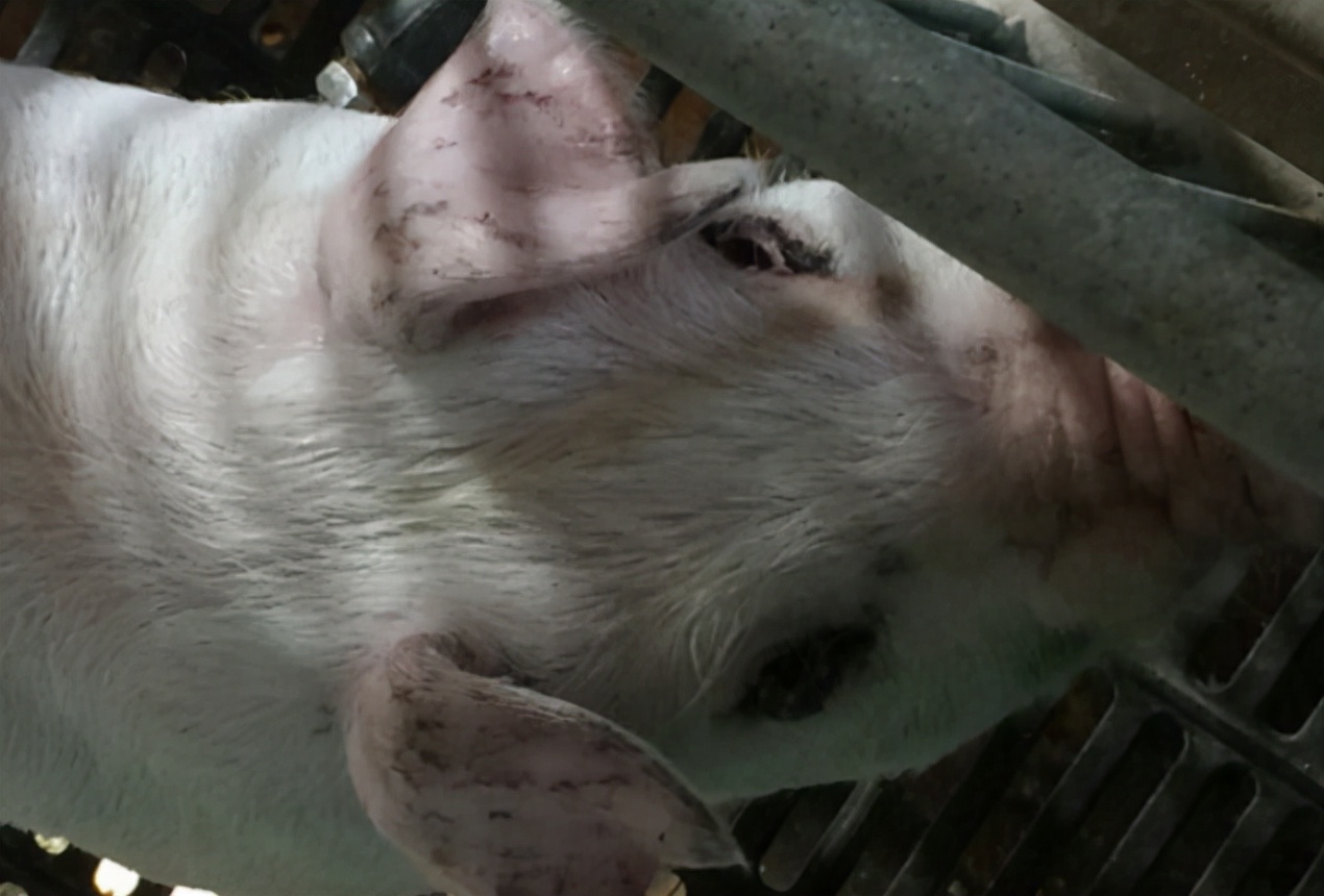 小猪眼睛水肿是什么原因,小猪眼睛肿了站不稳是什么病