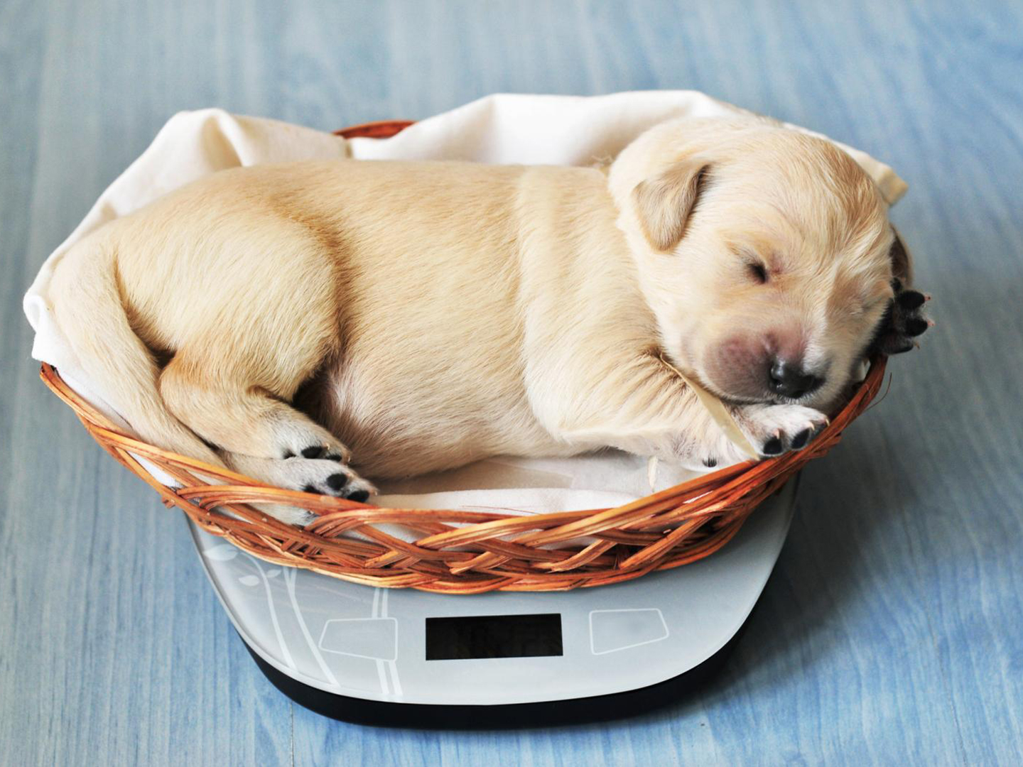 幼犬一旦出现5个表现离死就远了,幼犬容易出什么问题