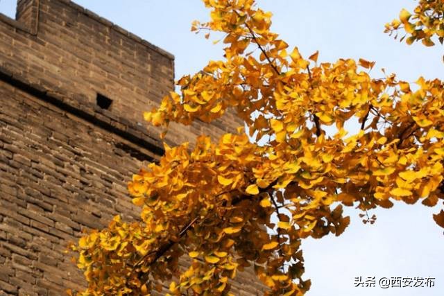 西安赏秋,西安赏秋红叶好去处