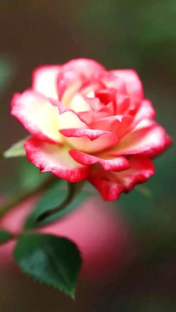 朋友圈说说精致的句子,精致走心的句子高级朋友圈说说