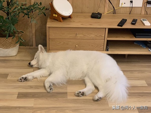 萨摩耶被嫌弃,萨摩耶为什么被嫌弃