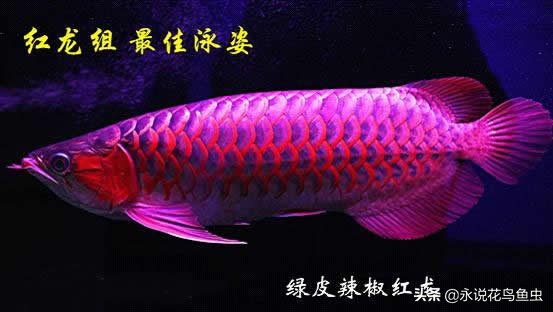 观赏龙鱼图片欣赏,观赏鱼欣赏龙鱼