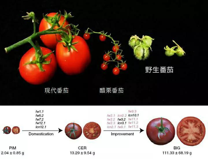 各种蔬菜水果祖先的样子,各种蔬菜祖先