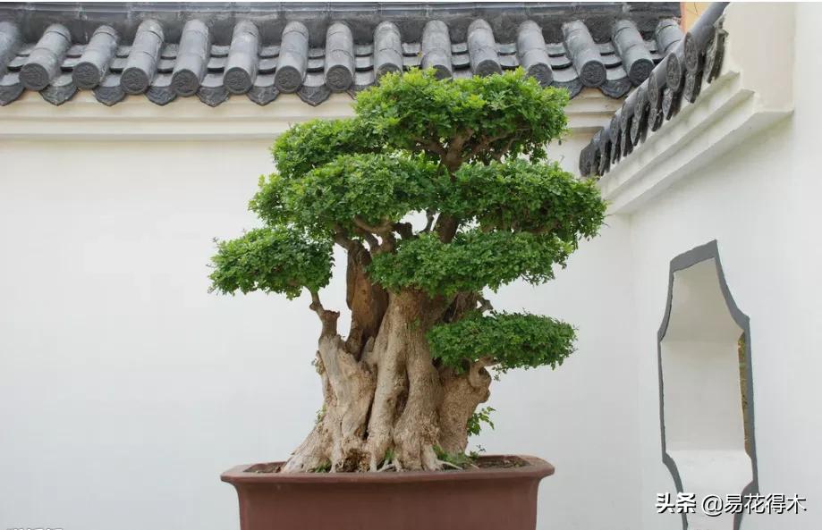 盆景制作与赏析观花,盆景对节白蜡怎么造型