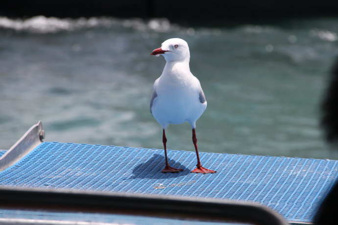 澶у牎绀佺儹姘旂悆,澶у牎绀佹捣娲嬬悆