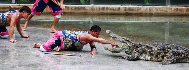 一日长隆野生动物园旅游攻略,长隆野生动物园旅游攻略三天两夜