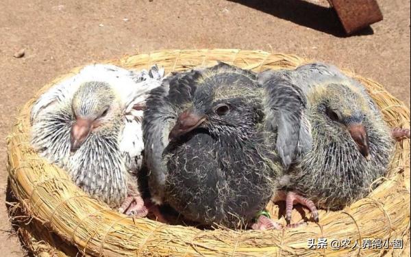 元宝鸽子幼鸽分公母,鸽子公母怎么分辨公鸽会咬人