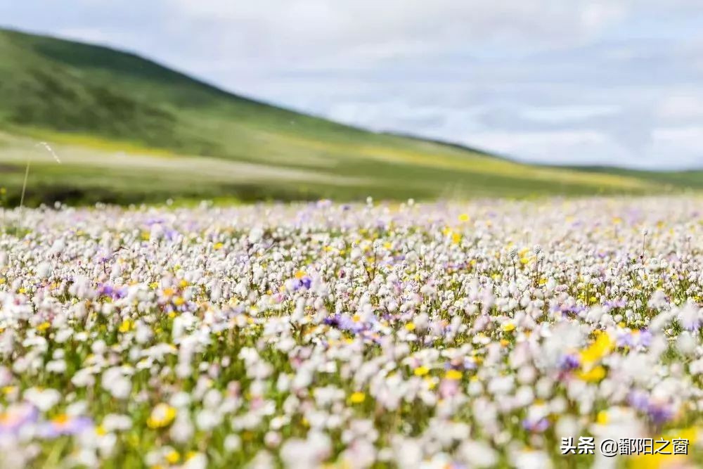 四川若尔盖，中国最美的高寒湿地草原，川西北高原上的绿洲