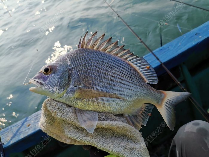 矶钓一竿远,精彩矶钓