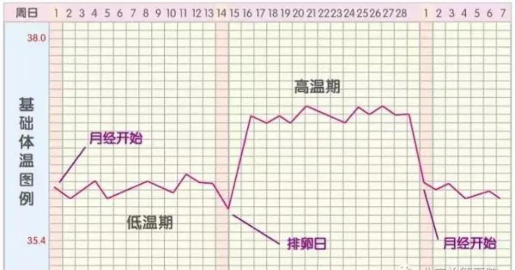 排卵期是怎么样,排卵期是什么时间怎么算