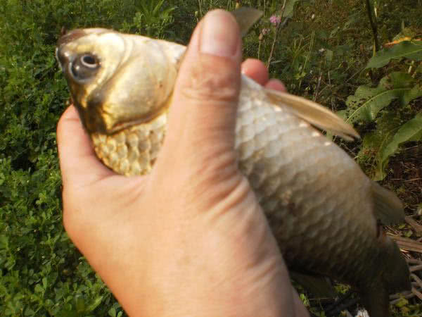 夏季钓野河怎样选钓位,初夏钓野鲫怎么选钓点
