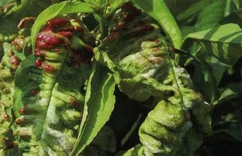 桃缩叶病用什么农药治,如何治疗桃缩叶病