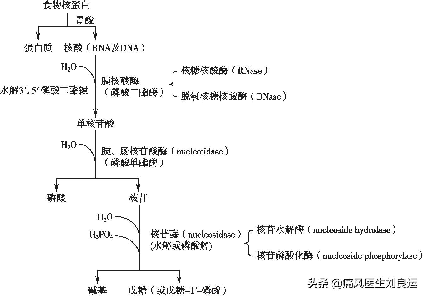 莴笋嘌呤高吗痛风可以吃吗,菠菜嘌呤不高为啥痛风不能吃