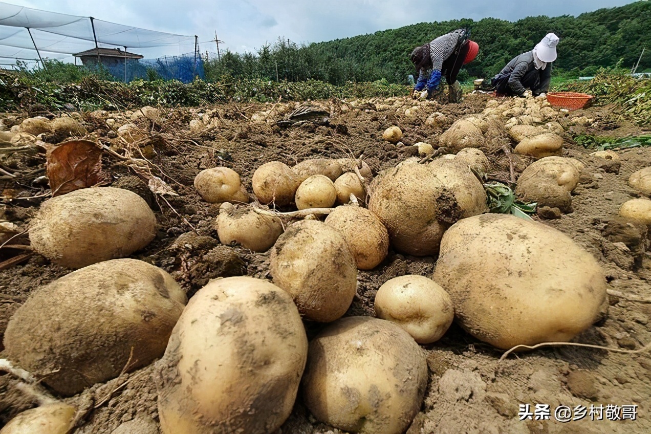 40万斤卖不掉，8万斤烂到地里，5毛一斤没人要，农民怎么办？