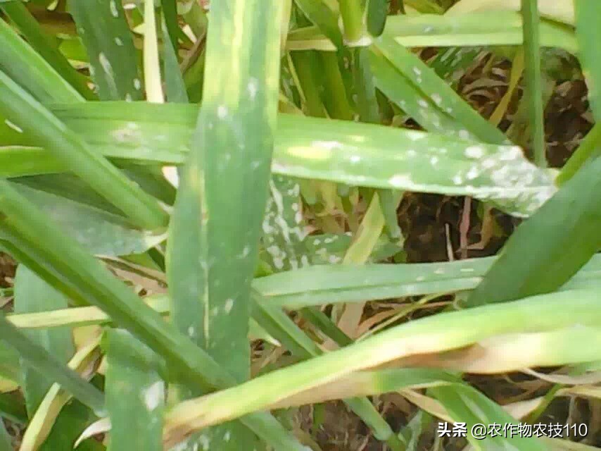 赤霉病在麦粒上的表现,小麦赤霉病麦粒什么样