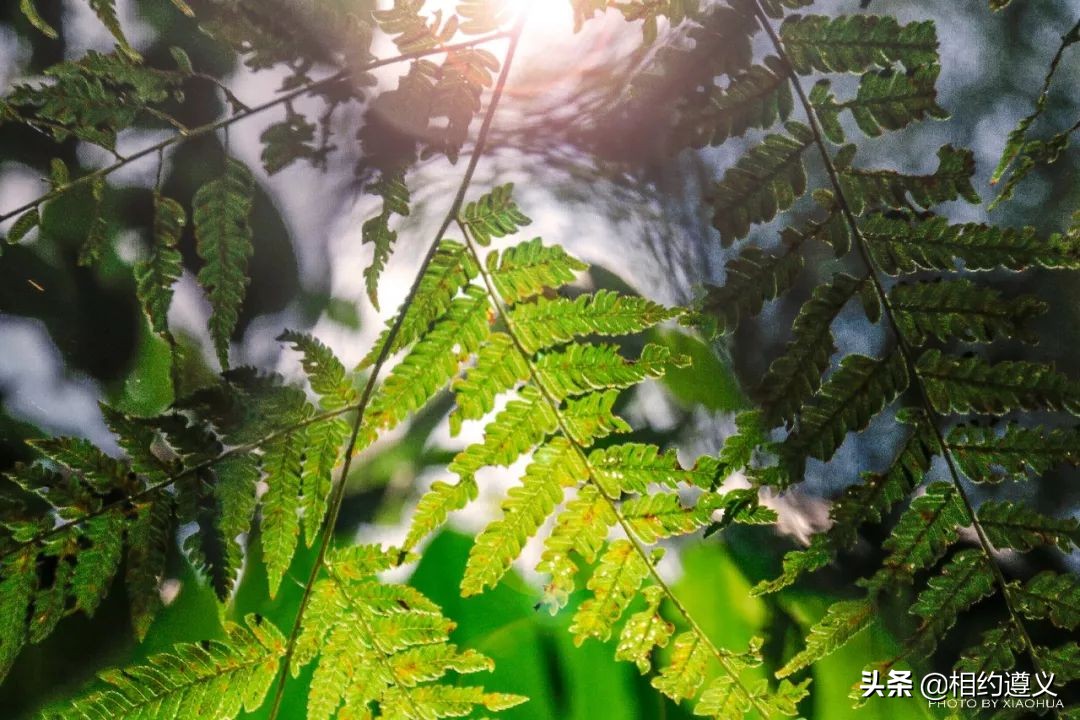 赤水大瀑布 侏罗纪公园 (贵州赤水侏罗纪公园攻略)