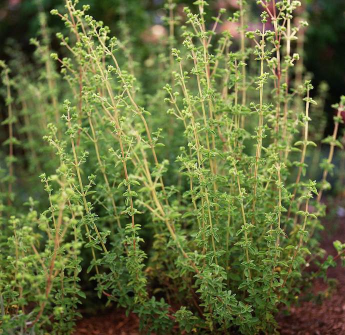 八种身兼多职的鲜花，既是鲜花又是香料！