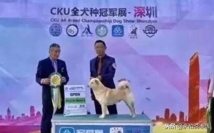 这才是真正的中华田园大黄犬,真正的中华田园犬是大黄狗吗