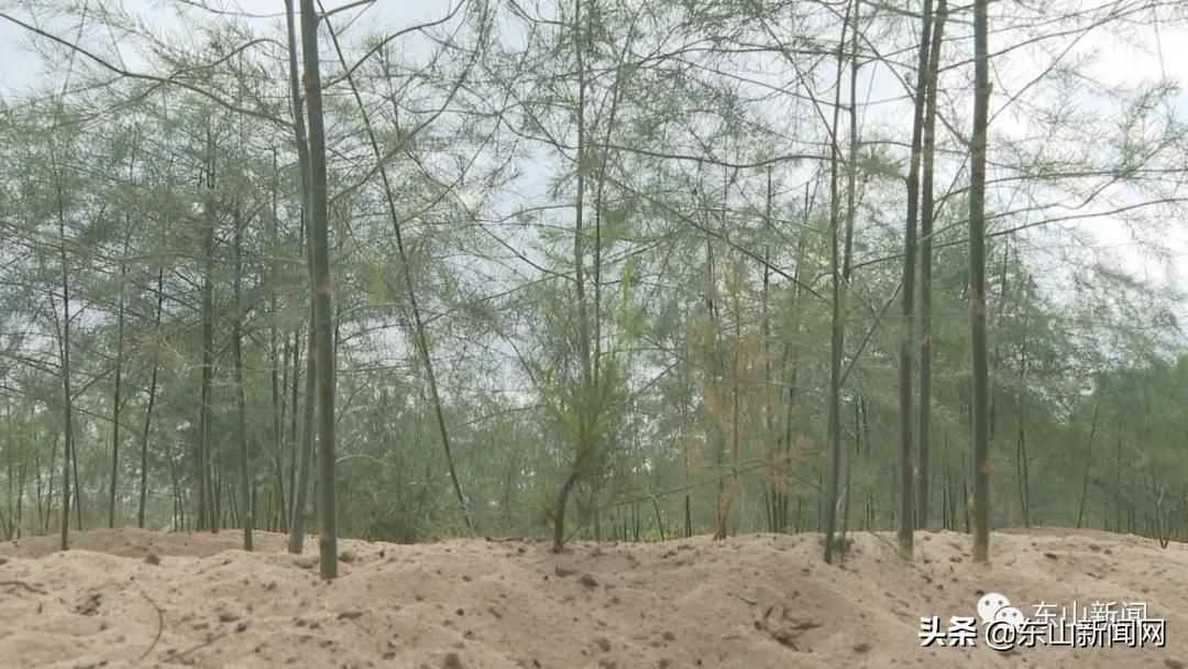 “云动力”让漳州东山这一产业焕发新活力