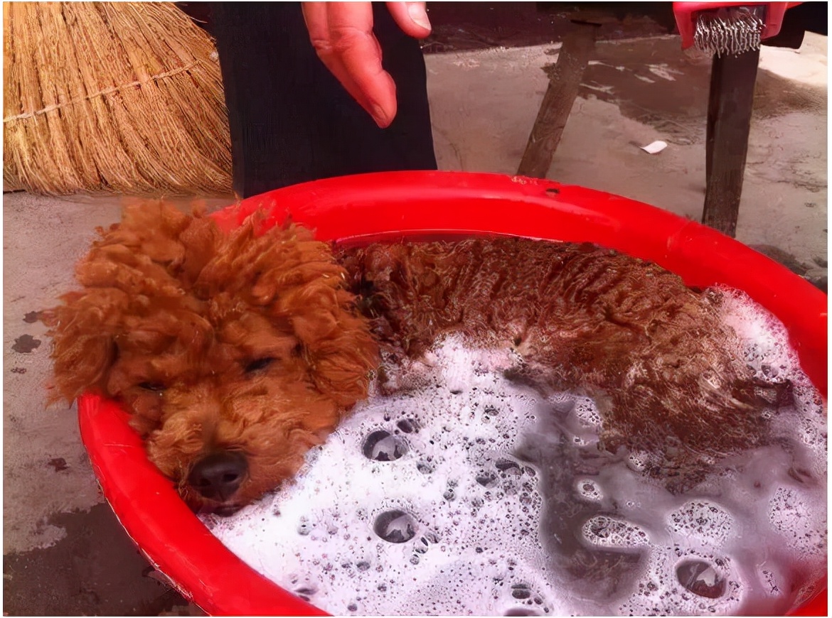 想知道狗狗身上是否有寄生虫，可以用老祖宗的“方法”试试看