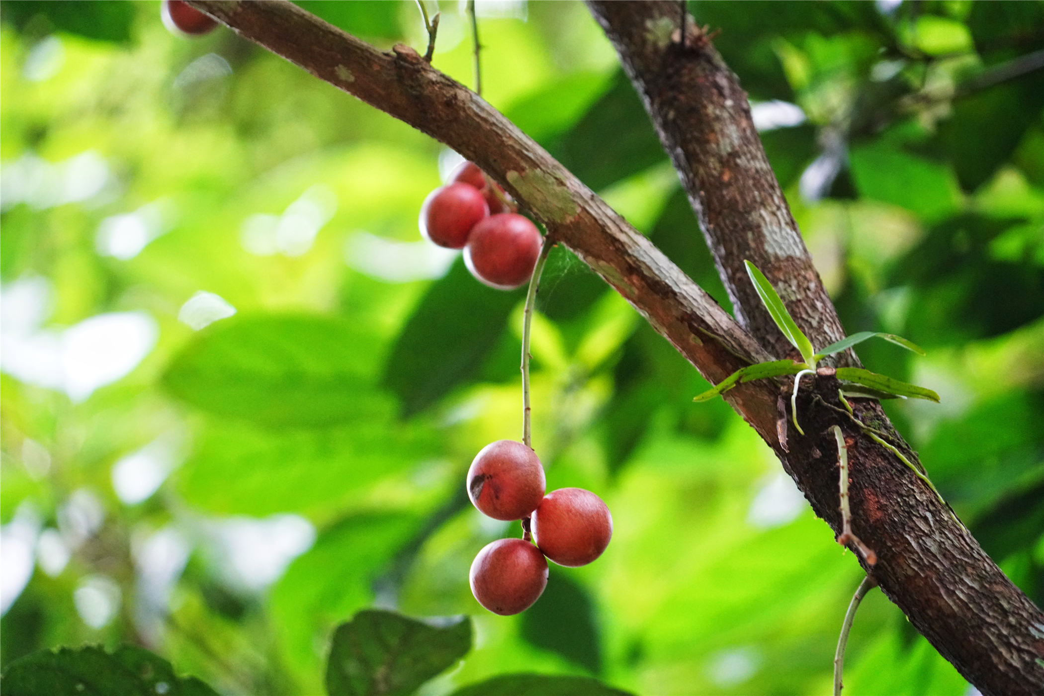 热带雨林丛林深处望天树图片,热带雨林中的望天树