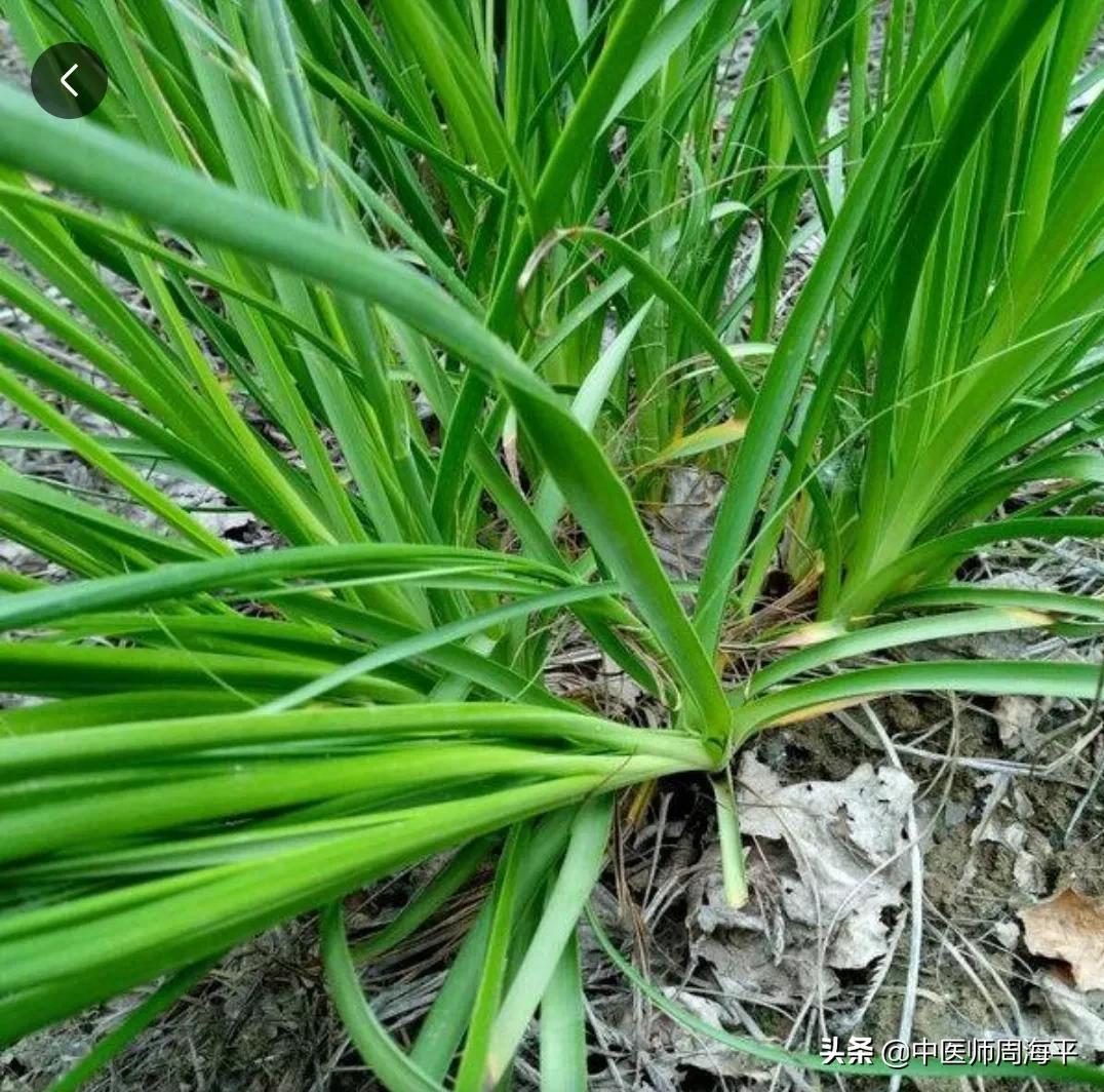 张景明膝关节疼药方,经方滑膜炎医案