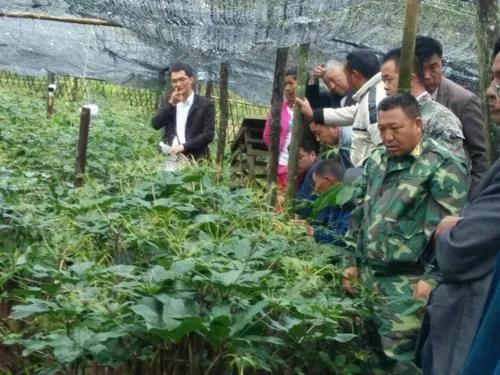 重楼中药材种植业前景分析,种重楼药材的前景如何