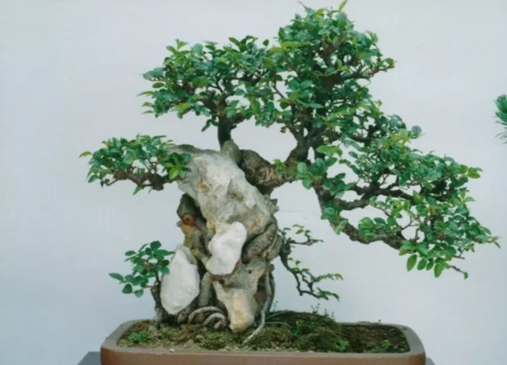 十种不适合做盆景的植物,盆景不用浇水品种