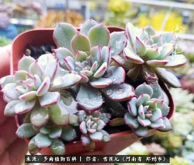 我的多肉乐园,多肉三寸阳台效果图