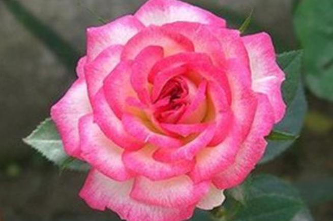 阳台盆栽观赏花,阳台最好养花期长的花卉