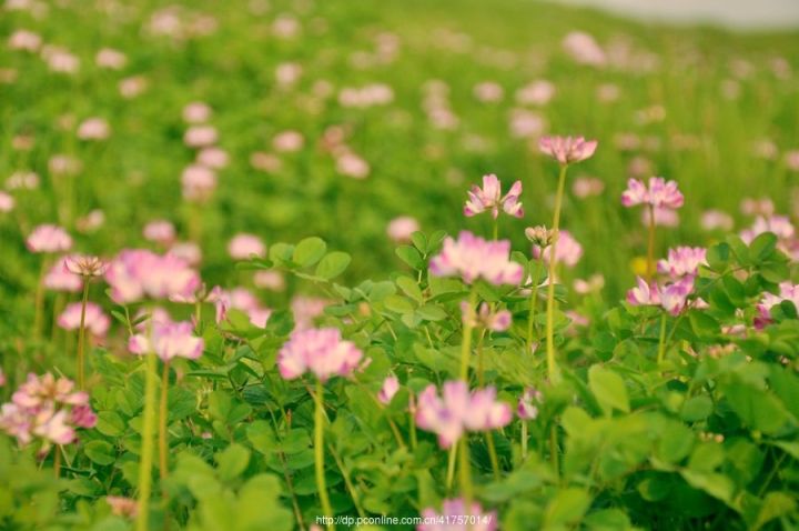 国货半亩花田,为什么半亩花田有便宜有贵的