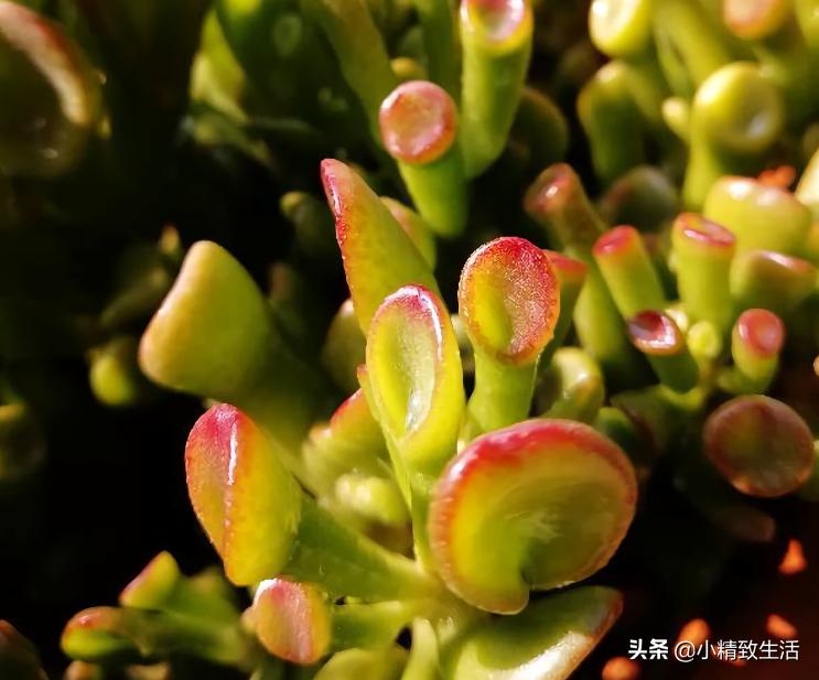 易出老桩的多肉植物,多肉这种花的真名叫什么