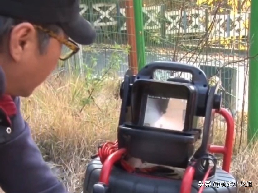 流浪猫掉进了通风井里没水喝,流浪猫为什么掉进井里