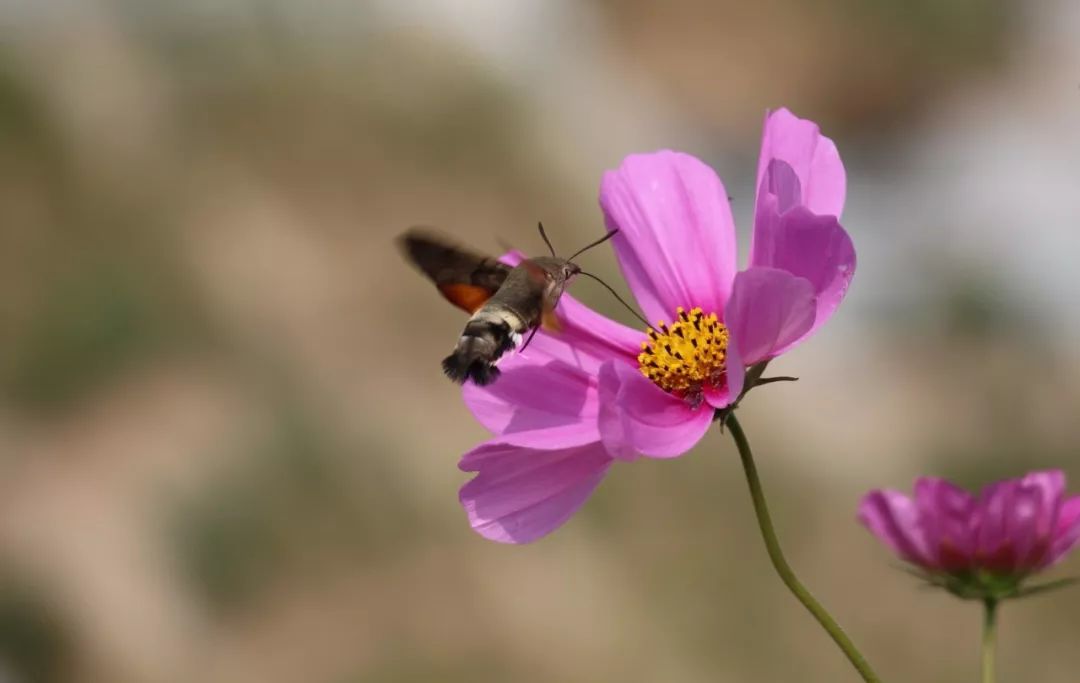 传说中的蛊虫真的有吗,传说中的扑棱蛾子