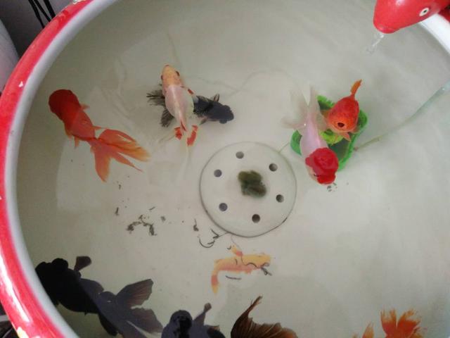 观赏鱼买商家还是买个人,观赏鱼买的时候好好的入缸就生病