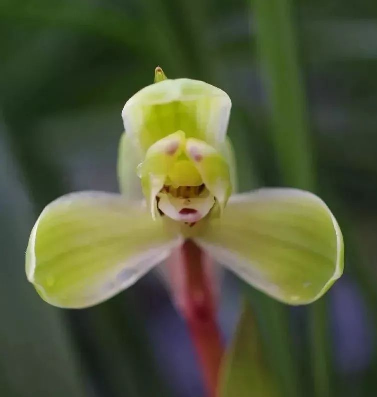 兰花淋雨好还是不淋雨好,兰花淋雨好不好