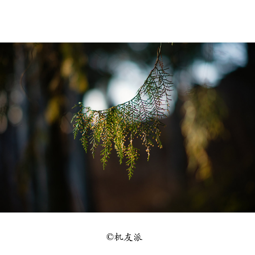 七工匠55mmf1.4大光圈镜头怎么样,七工匠75mm镜头怎么样