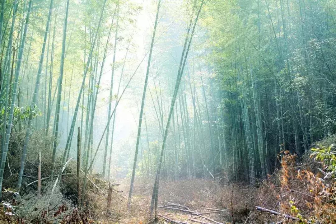 10首关于夏天的诗词,100首关于夏天的唯美古诗词