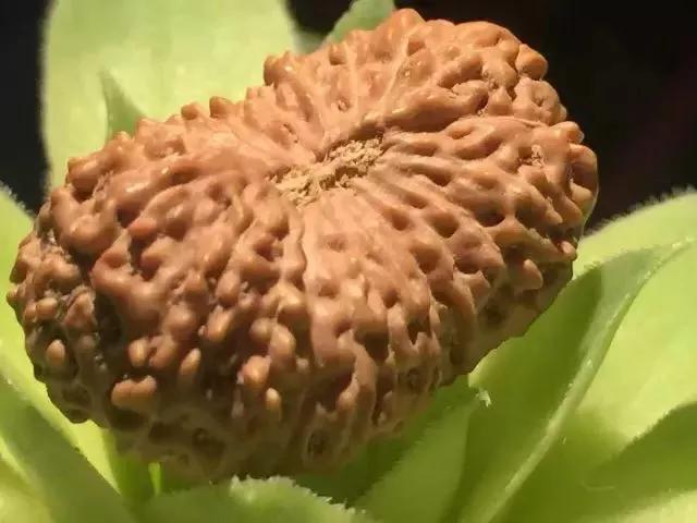 什么是金刚菩提鹰爪纹路,金刚菩提表面纹路磨损