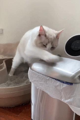 布偶猫身长四十厘米体重九斤,超级可爱的布偶猫有两万斤