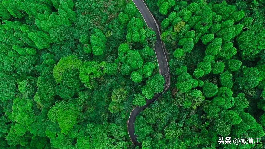 成都蒲江新闻一周要闻,成都日报在线观看