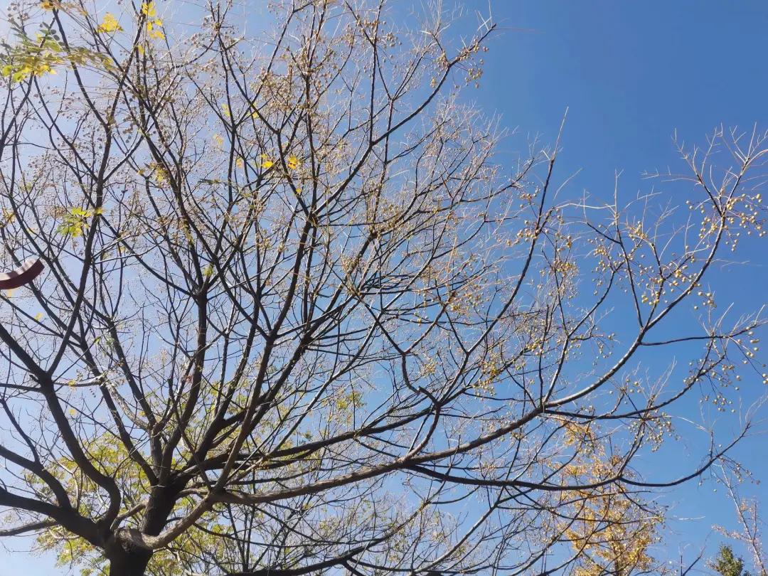 深秋的公园是什么样子的,南阳梅城公园梅花