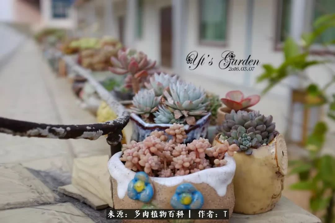 多肉还可以这样玩(上):八年养肉路剪影!